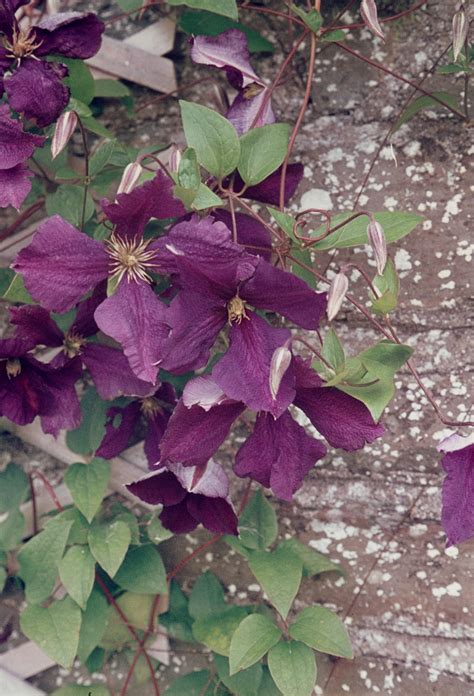 Haben sie einen grünen daumen? trockenmauer_clematis_b | Garten Wissen