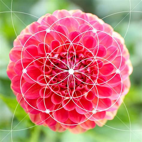 Fibonacci Numbers And The Golden Ratio Diploma Course Centre Of