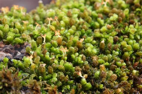 Common Liverworts On Trees British Bryological Society