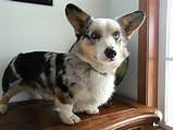 The pembroke welsh corgi puppy is one type of corgi. Blue Merle = Gorgeousness | Corgi dachshund, Corgi, Cute ...