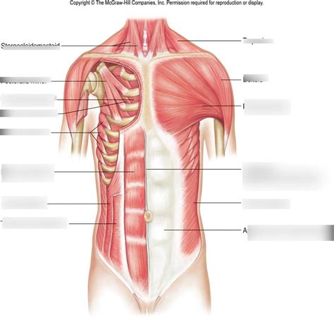 Chest And Abdominal Muscles Diagram Axial Muscles Of The Abdominal Wall And Thorax Anatomy And
