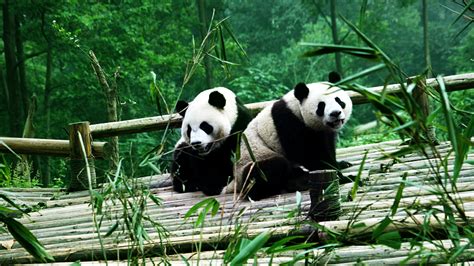 Live Virtual Encounter With Giant Pandas Ep 37 Cgtn