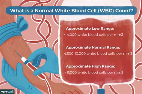 Recuento Normal De Glóbulos Blancos Wbc Medicina Básica