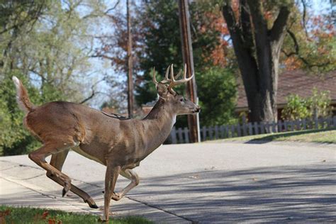 Michigan Senate Recognizes One Mans Roadkill Is Another Mans Meal