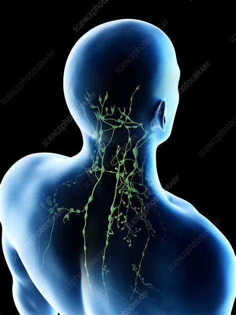 Lymph Nodes Of The Back And Neck Illustration Stock Image F026