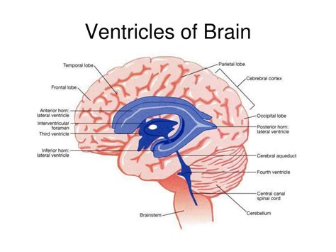 Cerebral Ventricles Anatomy