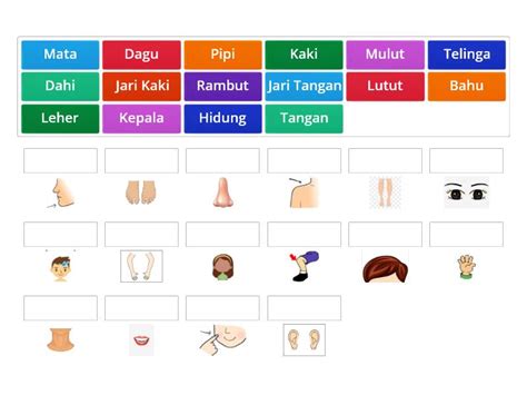 Mencocokkan Bagian Bagian Anggota Tubuh Match Up