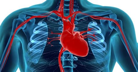 Coração Humano Anatomia Função And Fatos Ciência Online Saúde