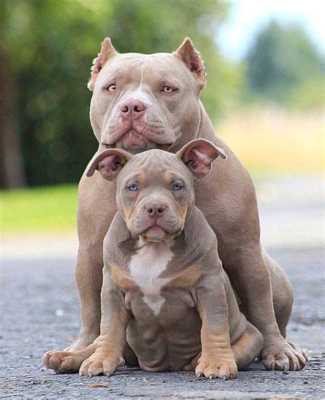 The 18 Best Budget Travel Destinations For 2019 Pitbull Puppies Cute