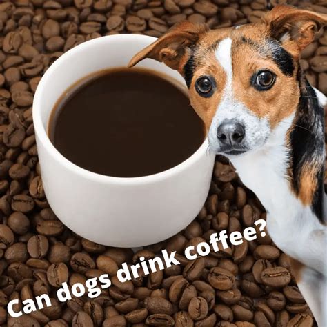 Can Dogs Drink Coffee Dog Friendly Scene