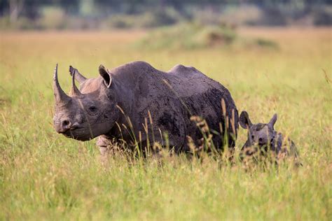 First Critically Endangered Eastern Black Rhino Born In The Western