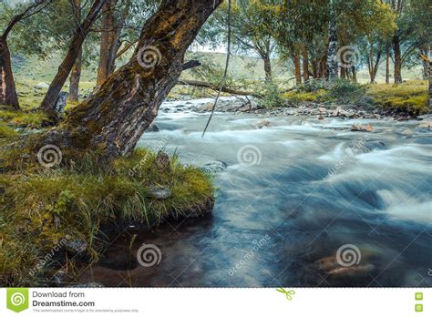 Mountain River Flowing Among Mossy Stones Through The Colorful Forest