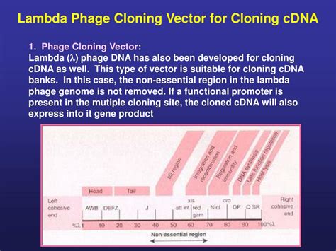 Ppt Ii Molecular Techniques For Studying Gene Expression Powerpoint