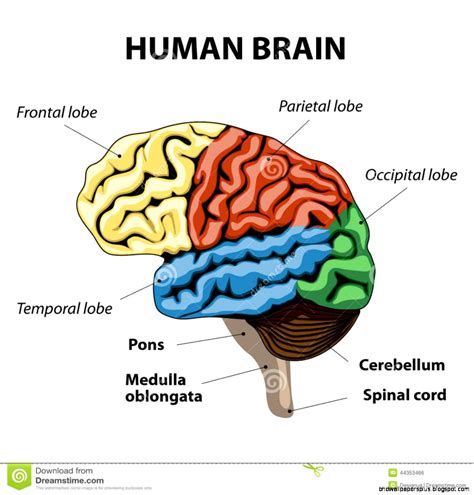 Human Brain Anatomy Hd Wallpapers Plus