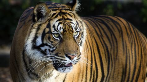 デスクトップ壁紙 森林 虎 野生動物 大きな猫 動物園 ウィスカー 8k 動物相 哺乳類 脊椎動物 閉じる 哺乳動物