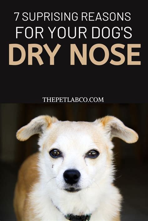It could be something as simple as dry climate a healthy cat can have either a wet or dry nose or a cool or warm nose. 7 Suprising Reasons Why Your Dog's Nose Is Dry! in 2020