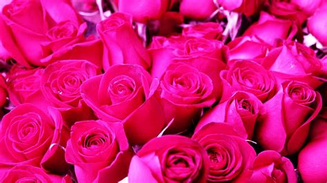 29 Roses Backgrounds Wallpapers Images Pictures Design Trends