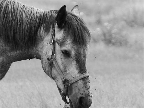 Black And White Grayscale Photography Of Horse Horse Image Free Photo