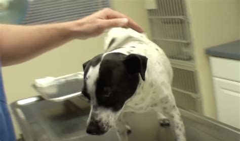 They Were About To Put Down This Pregnant Dog When The Vet Stepped In