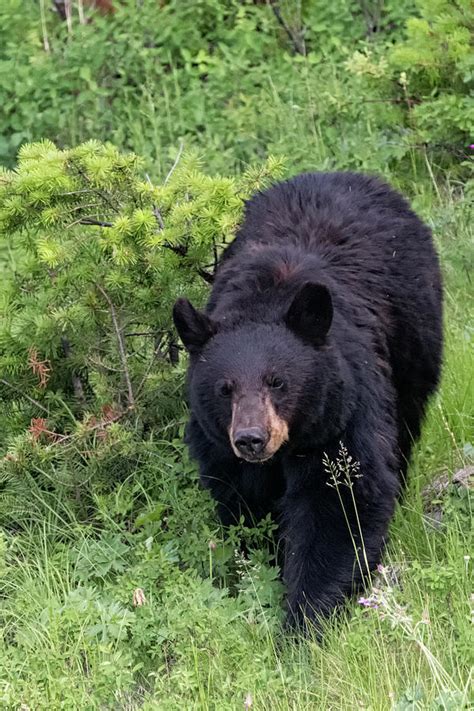 Black Bear In Yellowstone National Park June 2019 Photograph By Tibor