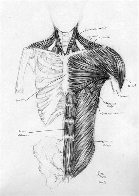 Torso Anatomy By Mrstryver On Deviantart