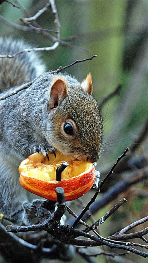 Squirrel Gray Food Cute Squirrel Squirrel Animals