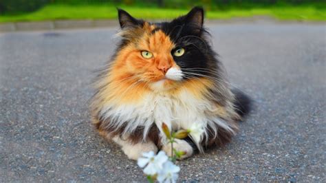 Características e personalidades dos gatos tricolores Portal Melhores