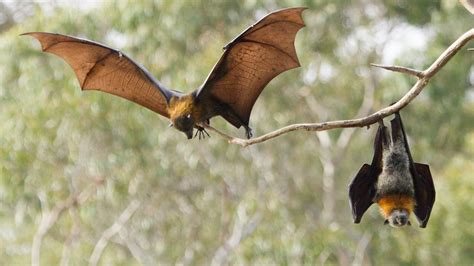 Heatwave Triggers A Plague Of Flying Foxes In Australia World The Times