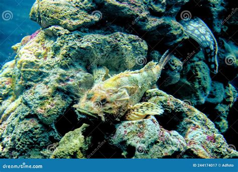 The Red Scorpionfish Venomous Marine Species Stock Image Image Of