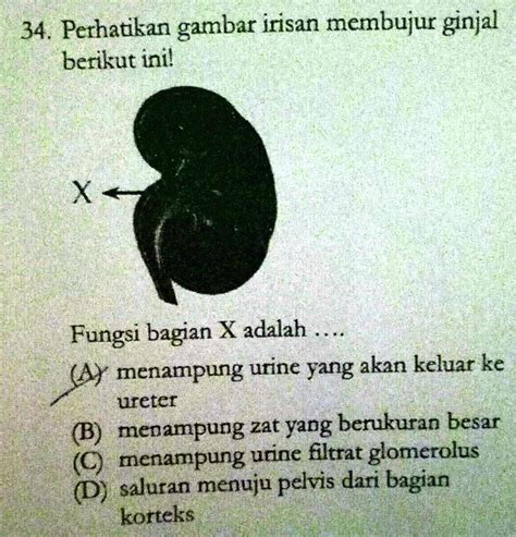 Solved Perhatikan Gambar Irisan Membujur Ginjal Berikut Ini Fungsi