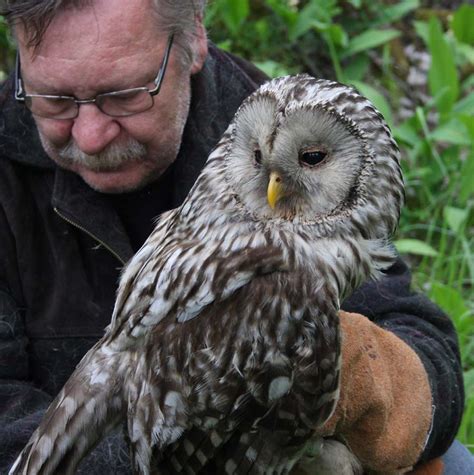 Check spelling or type a new query. Simon and Karen Spavin: Ural Owl