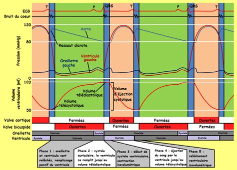 Review of the atrial ectopics and premature atrial contractions (pacs) with ectopic pacemaking tissue within the atria. Physiologie des systèmes intégrés, les principes et ...