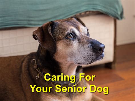 Caring For Your Senior Dog Russell Creek Pet Clinic And Hospital