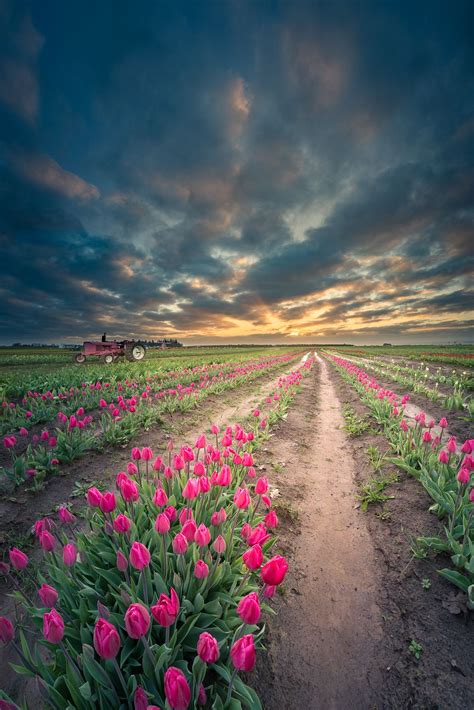 Endless Tulip Field This Is A Photograph Of Large Tulip Field At