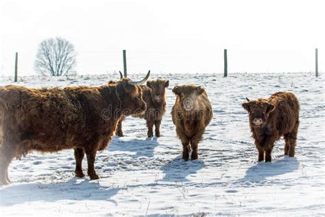 Herd Of Scottish Highland Cattle In Snow Stock Photo Image Of Bovine
