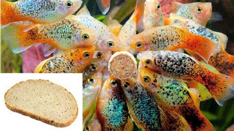 Quel poisson mange les guppys Animaux Info Votre source numéro 1