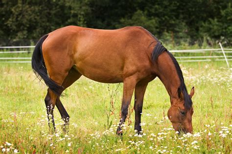 Equine Dysautonomia In Horses Symptoms Causes Diagnosis Treatment