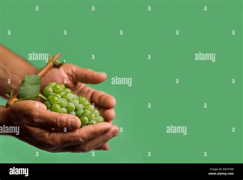 Hands Holding A Green Grape Stock Photo Alamy