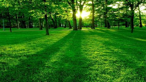 Beautiful Green Green Park Landscape Hd Wallpapers For