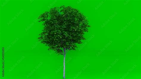 Big Tree Green Screen Chromakey Alfa Studiotree Isolated With Luma