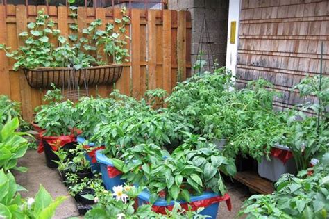 How To Start Vegetable Gardening In Containers