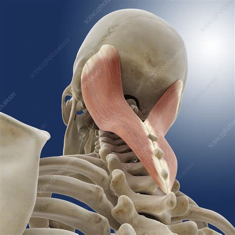 Neck Muscle Artwork Stock Image C014 5022 Science Photo Library