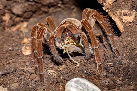 Thrilling Tarantula Facts That Are Too Big To Miss Great Journey