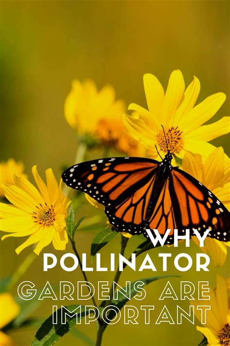 It certainly increases the quality of this is because it is as important as education. Why are Pollinator Gardens Important? - Outnumbered 3 to 1