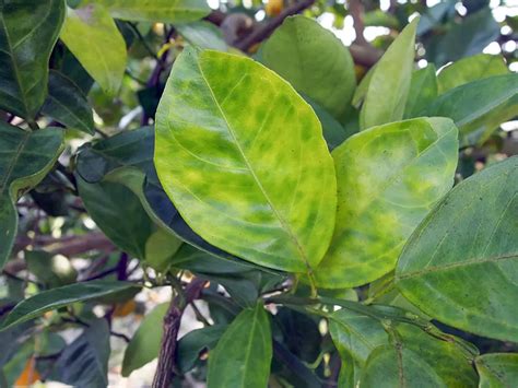 Deadly Citrus Tree Disease Detected In North San Diego County The