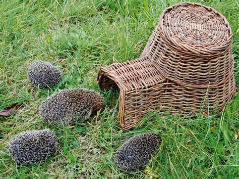 Maybe you would like to learn more about one of these? Hübscher Schlafplatz für Igel, aus geflochtener Weide ...