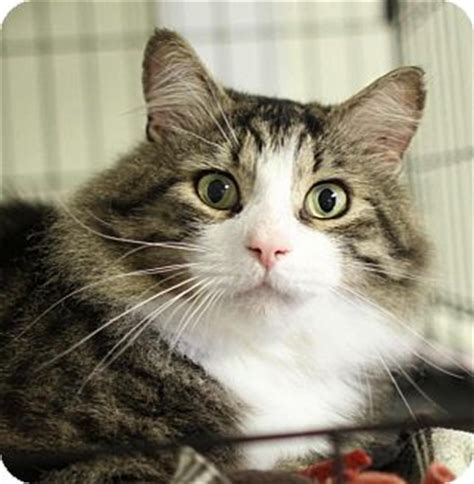 Persians, british shorthairs siameses, ragdolls, maine coons and more. Winston-Salem, NC - Maine Coon. Meet Baron a Cat for Adoption.