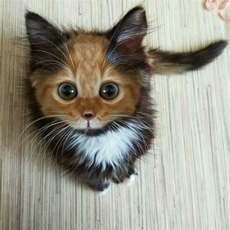 When your kitten printer runs out of ink midway. | Rebrn.com