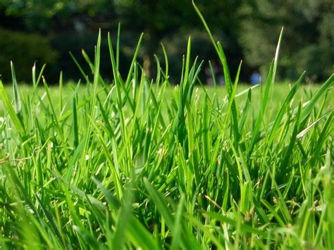 Fescue Grass 101 Types Best Time To Plant Benefits And Much More