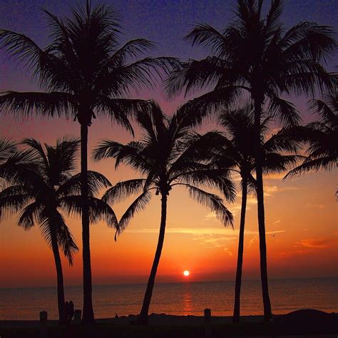 Beach Sunrise Between Palms A Little About Florida Palm